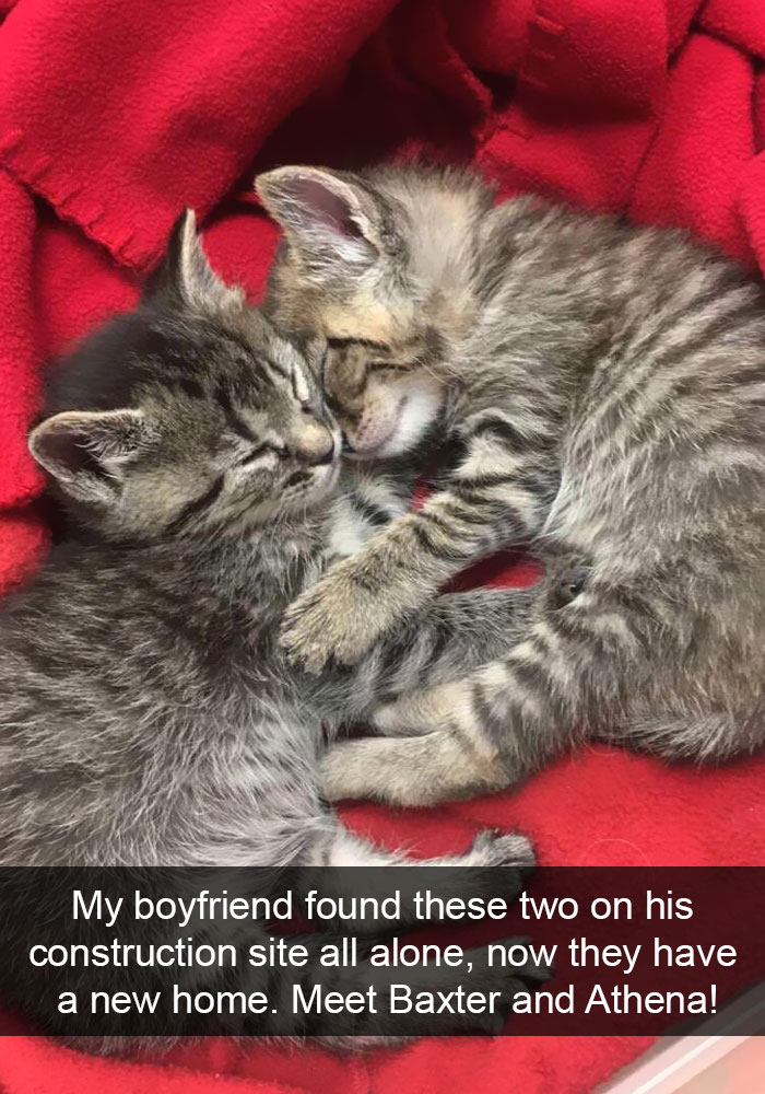 Snapchats Funny Cats