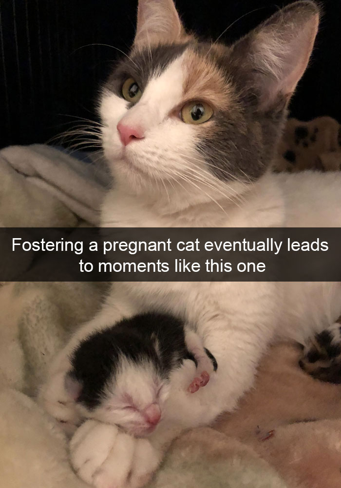 Snapchats Funny Cats
