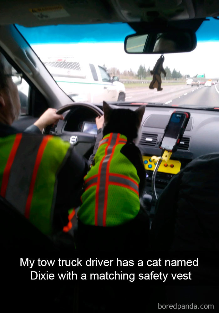 Snapchats Funny Cats