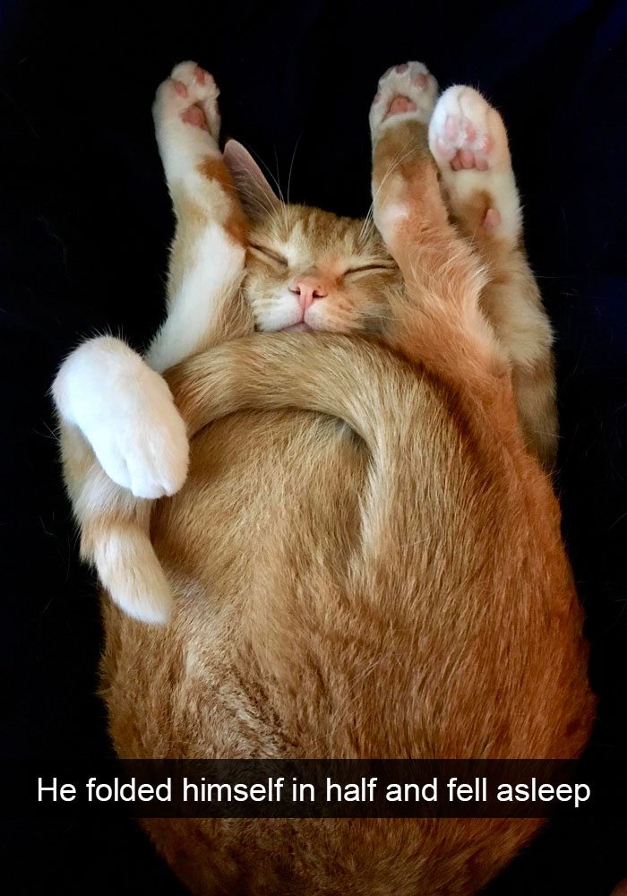 Snapchats Funny Cats