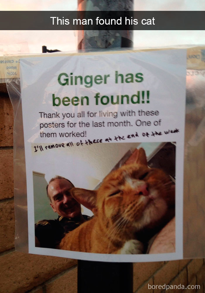 Snapchats Funny Cats