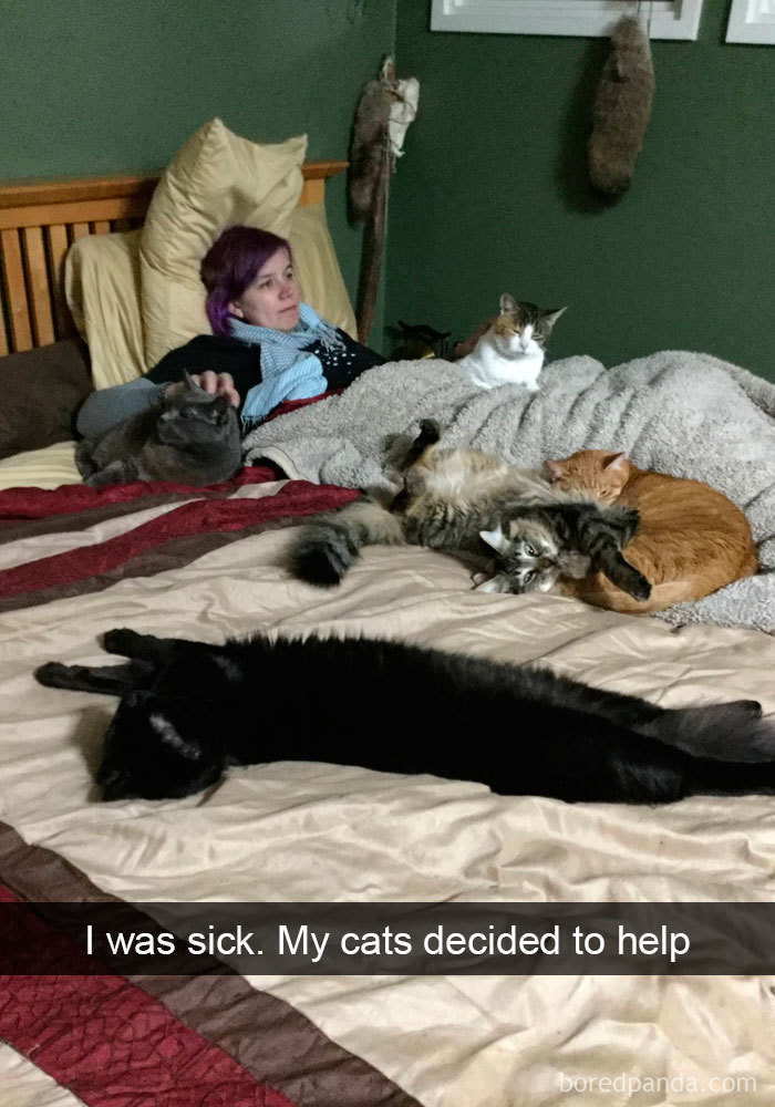 Snapchats Funny Cats