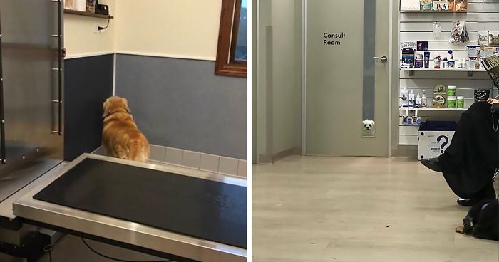 58 Hilarious Moments When Dogs Realized They Were Going To The Vet Instead Of The Park