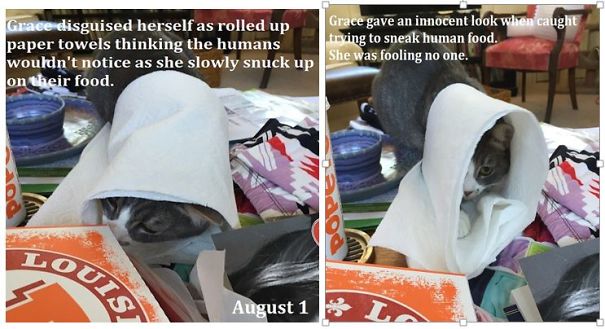 This Is A "Thank You" Calendar For My Friend Sarah, Who Helped Me Get Sober. This Is Her Cat, Grace. This Is A "Thank You" Calendar For My Friend Sarah, Who Helped Me Get Sober. This Is Her Cat, Grace.