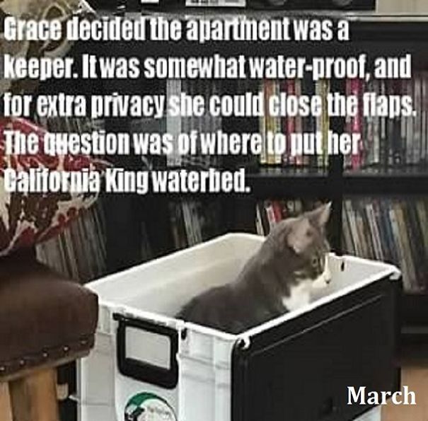 This Is A "Thank You" Calendar For My Friend Sarah, Who Helped Me Get Sober. This Is Her Cat, Grace.