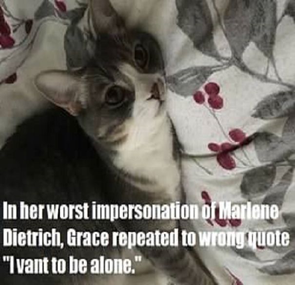 This Is A "Thank You" Calendar For My Friend Sarah, Who Helped Me Get Sober. This Is Her Cat, Grace.