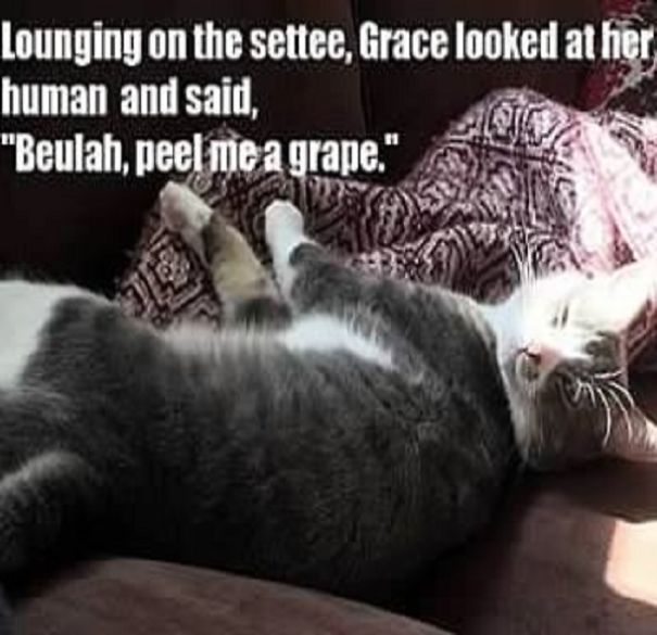 This Is A "Thank You" Calendar For My Friend Sarah, Who Helped Me Get Sober. This Is Her Cat, Grace. This Is A "Thank You" Calendar For My Friend Sarah, Who Helped Me Get Sober. This Is Her Cat, Grace.