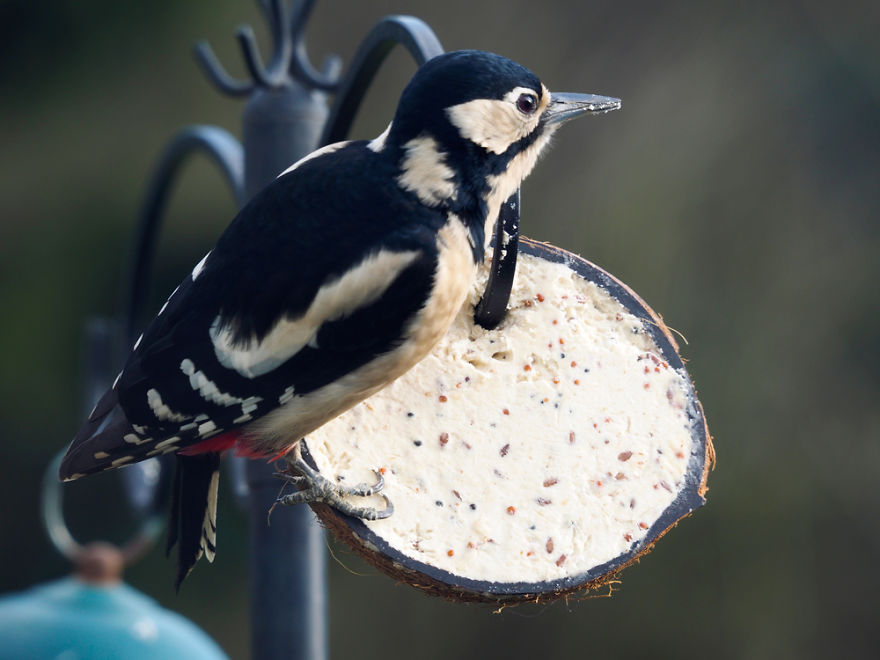 I Took These Wildlife Shots From My Living Room Window