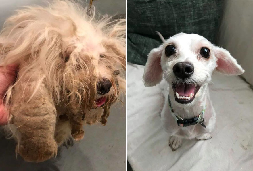 Before And After Adoption