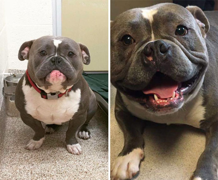 25+ Fotos de perros antes y después de ser adoptados que te derretirán el corazón