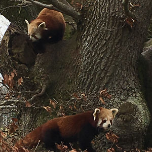 wayne_roberts_1 avatar