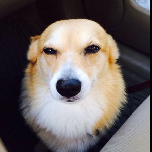 12nugumanovar avatar