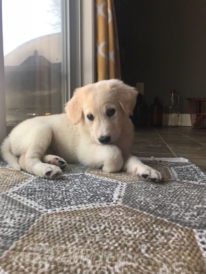 Dog Pic Taken On Iphone 8