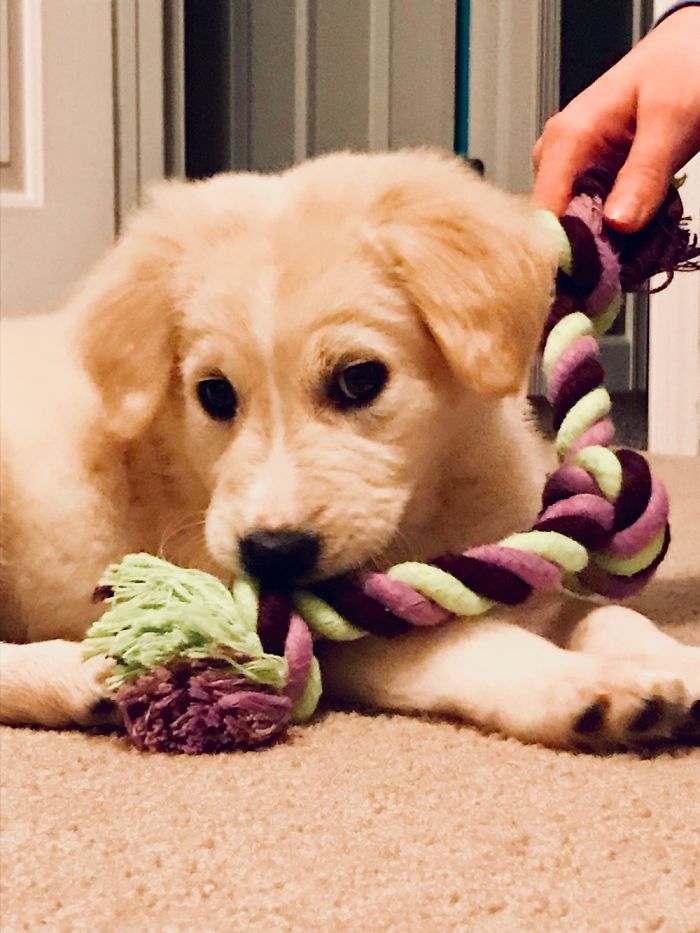 Dog Pic Taken On Iphone 8