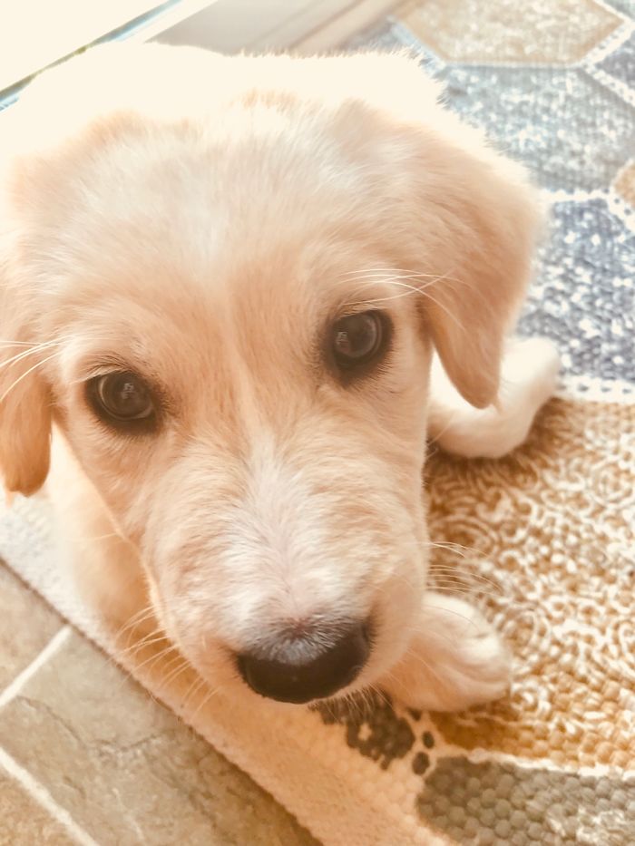 Dog Pic Taken On Iphone 8