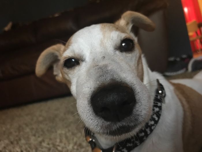 Dog Pic Taken On Iphone 8