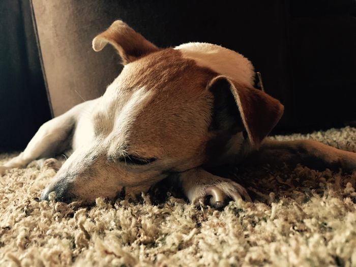 Dog Pic Taken On Iphone 8