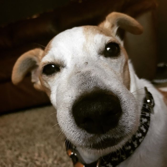 Dog Pic Taken On Iphone 8