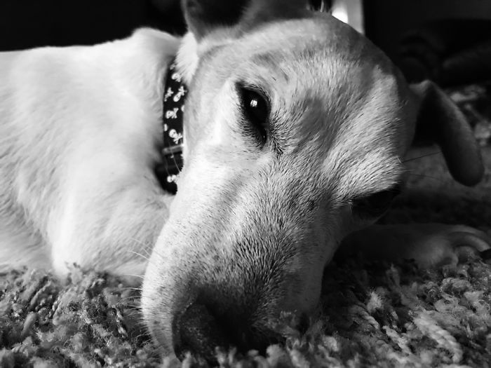 Dog Pic Taken On Iphone 8