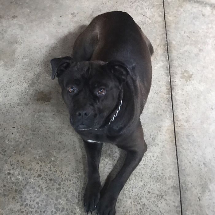 Dog Pic Taken On Iphone 8