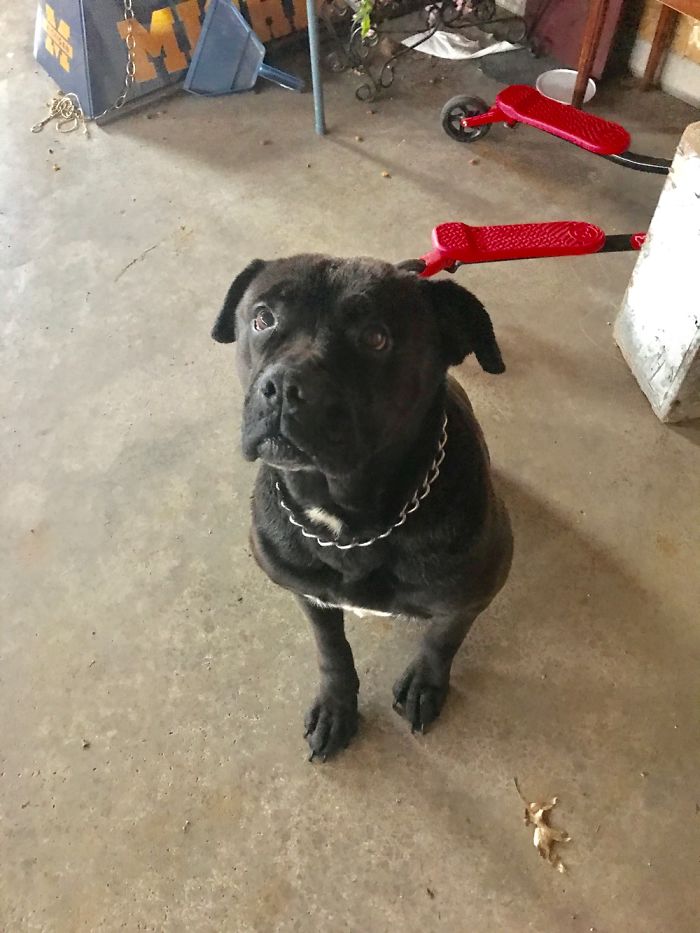 Dog Pic Taken On Iphone 8