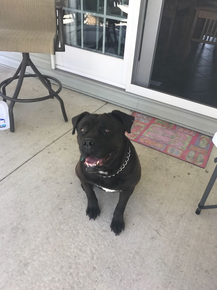 Dog Pic Taken On Iphone 8