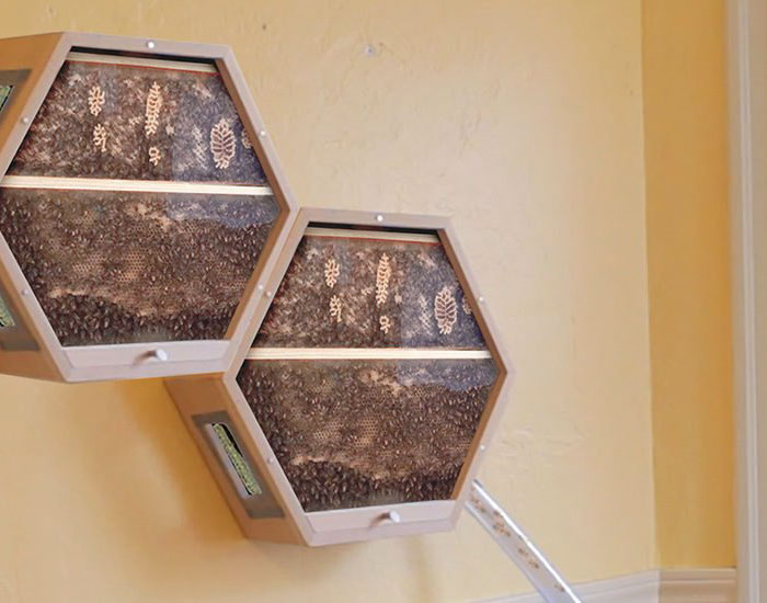 Genius Company Installs Beehives In Your Living Room, And Here's How It Works Genius Company Installs Beehives In Your Living Room, And Here's How It Works