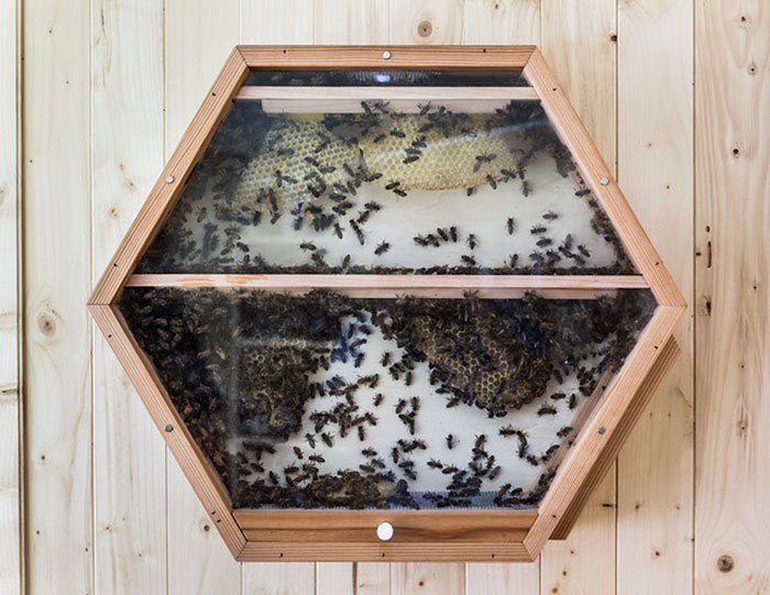 Genius Company Installs Beehives In Your Living Room, And Here's How It Works Genius Company Installs Beehives In Your Living Room, And Here's How It Works