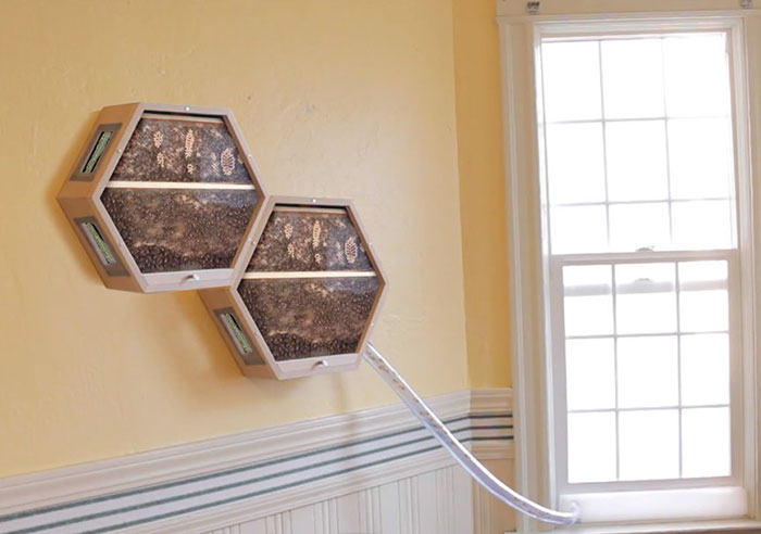 Genius Company Installs Beehives In Your Living Room, And Here's How It Works Genius Company Installs Beehives In Your Living Room, And Here's How It Works