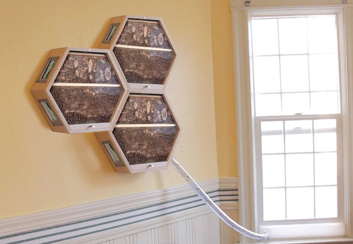 Genius Company Installs Beehives In Your Living Room, And Here's How It Works Genius Company Installs Beehives In Your Living Room, And Here's How It Works