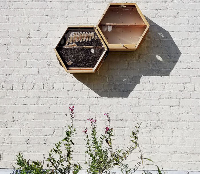 Genius Company Installs Beehives In Your Living Room, And Here's How It Works Genius Company Installs Beehives In Your Living Room, And Here's How It Works