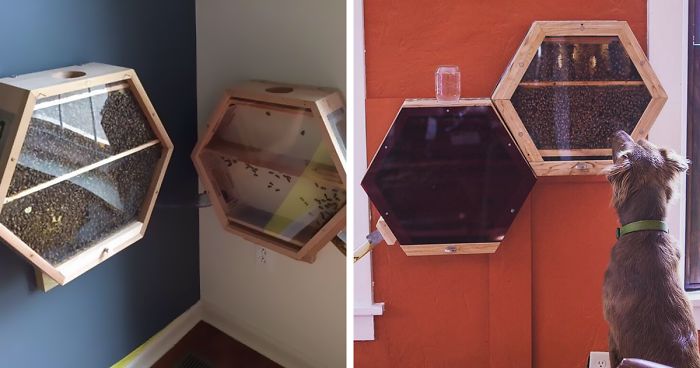Genius Company Installs Beehives In Your Living Room, And Here’s How It Works