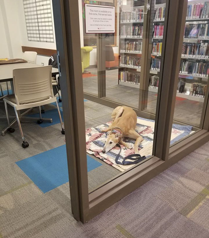 Nobody Shows Up To Read For Retired Greyhound Racer, So Internet Responds In The Best Way Nobody Shows Up To Read For Retired Greyhound Racer, So Internet Responds In The Best Way