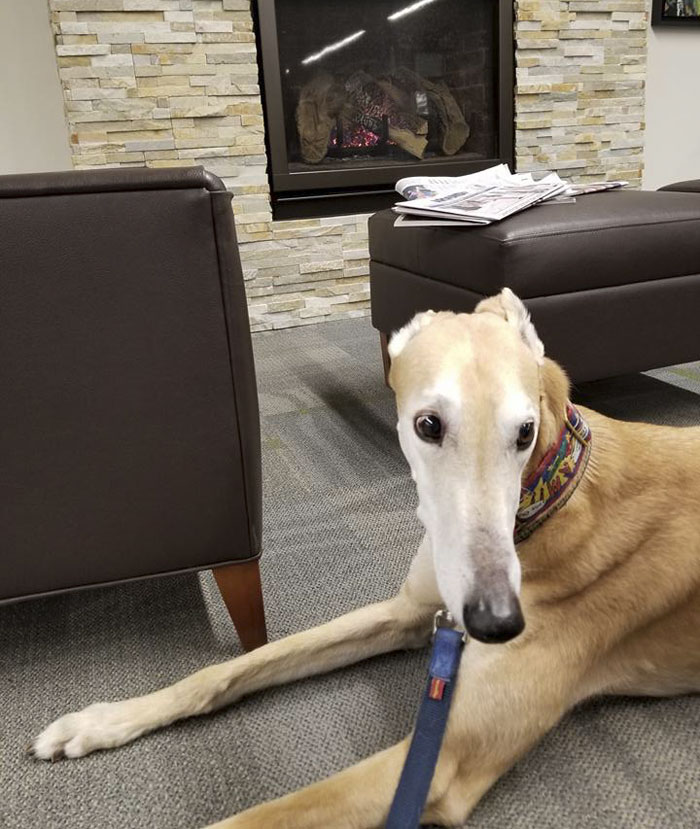 Nobody Shows Up To Read For Retired Greyhound Racer, So Internet Responds In The Best Way Nobody Shows Up To Read For Retired Greyhound Racer, So Internet Responds In The Best Way