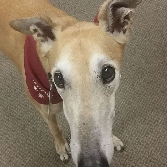 Nobody Shows Up To Read For Retired Greyhound Racer, So Internet Responds In The Best Way Nobody Shows Up To Read For Retired Greyhound Racer, So Internet Responds In The Best Way