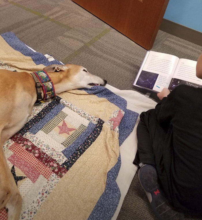 Nobody Shows Up To Read For Retired Greyhound Racer, So Internet Responds In The Best Way Nobody Shows Up To Read For Retired Greyhound Racer, So Internet Responds In The Best Way