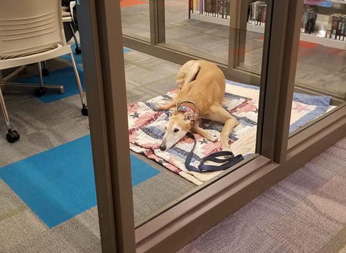 Nadie vino a leerle a este perro de carreras retirado, e internet reaccionó de la mejor manera