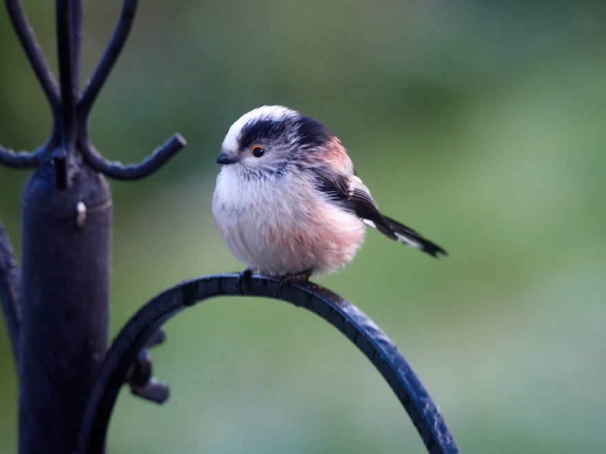 I Took These Wildlife Shots From My Living Room Window I Took These Wildlife Shots From My Living Room Window