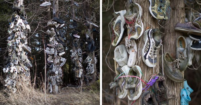I Accidentally Found A Mysterious Forest Full Of Shoes