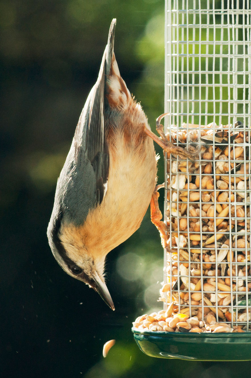 I Took These Wildlife Shots From My Living Room Window I Took These Wildlife Shots From My Living Room Window