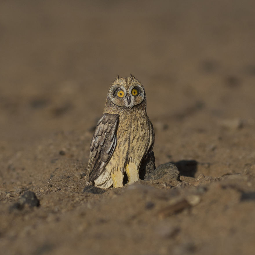 Short-Eared Owl