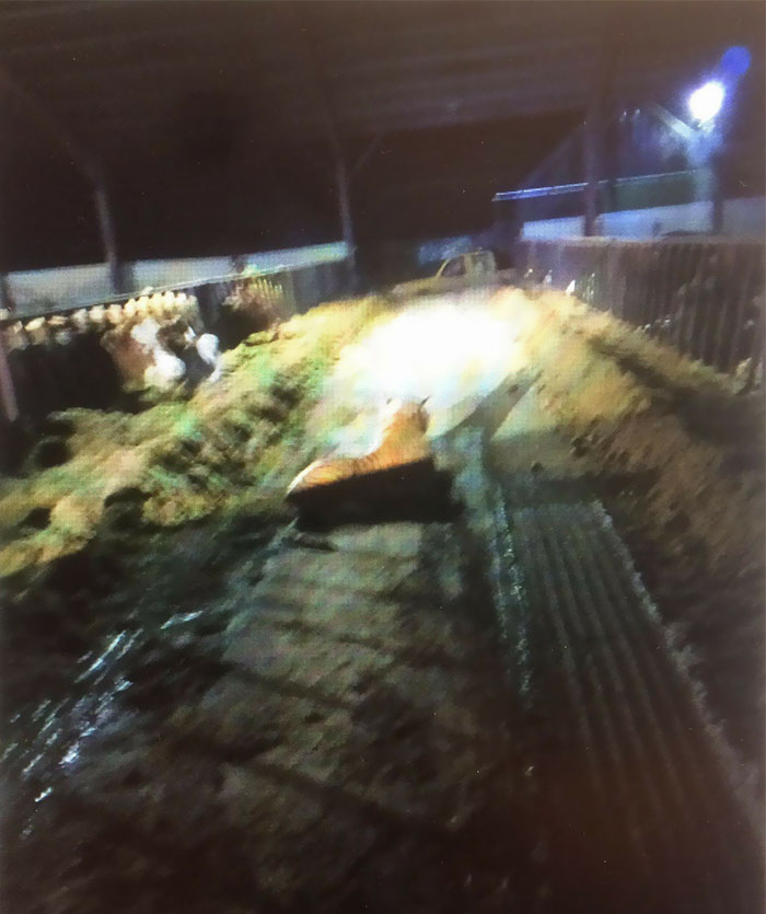 People Are Laughing At Armed Cops Who Had Almost Hour Long Standoff With Tiger Before Realizing It’s A Toy People Are Laughing At Armed Cops Who Had Almost Hour Long Standoff With Tiger Before Realizing It’s A Toy