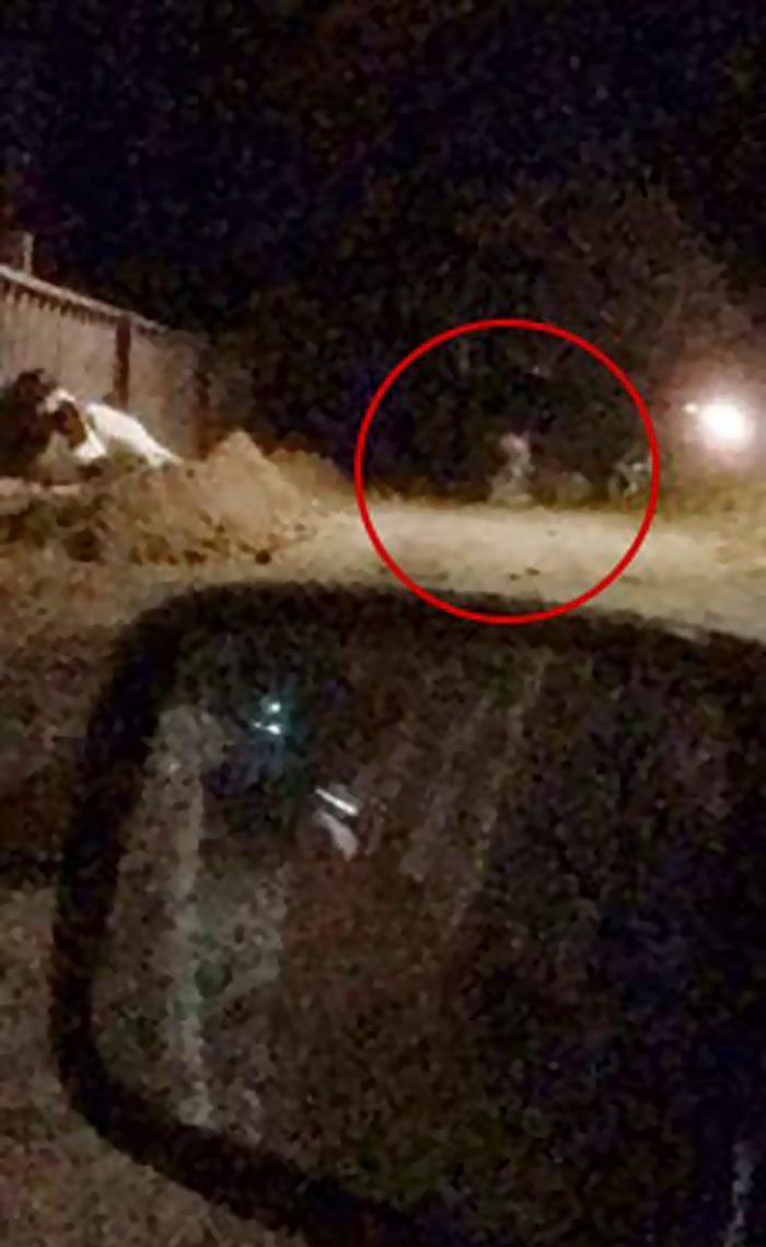 People Are Laughing At Armed Cops Who Had Almost Hour Long Standoff With Tiger Before Realizing It’s A Toy People Are Laughing At Armed Cops Who Had Almost Hour Long Standoff With Tiger Before Realizing It’s A Toy