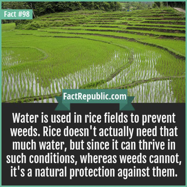 Rare-Everyday-Life-Facts-Republic