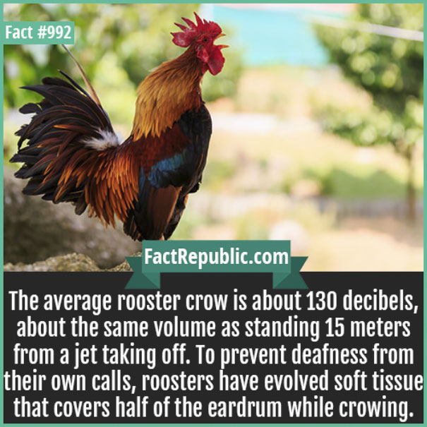 Rare-Everyday-Life-Facts-Republic