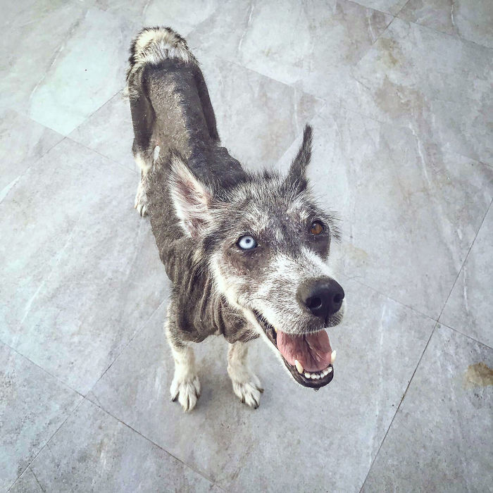 Rescued Husky Goes Through An Incredible Transformation In Just 8 Months And It's Hard To Believe It&rsquo;s The Same Dog