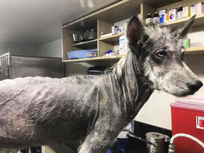 Rescued Husky Goes Through An Incredible Transformation In Just 8 Months And It's Hard To Believe It’s The Same Dog Rescued Husky Goes Through An Incredible Transformation In Just 8 Months And It's Hard To Believe It’s The Same Dog