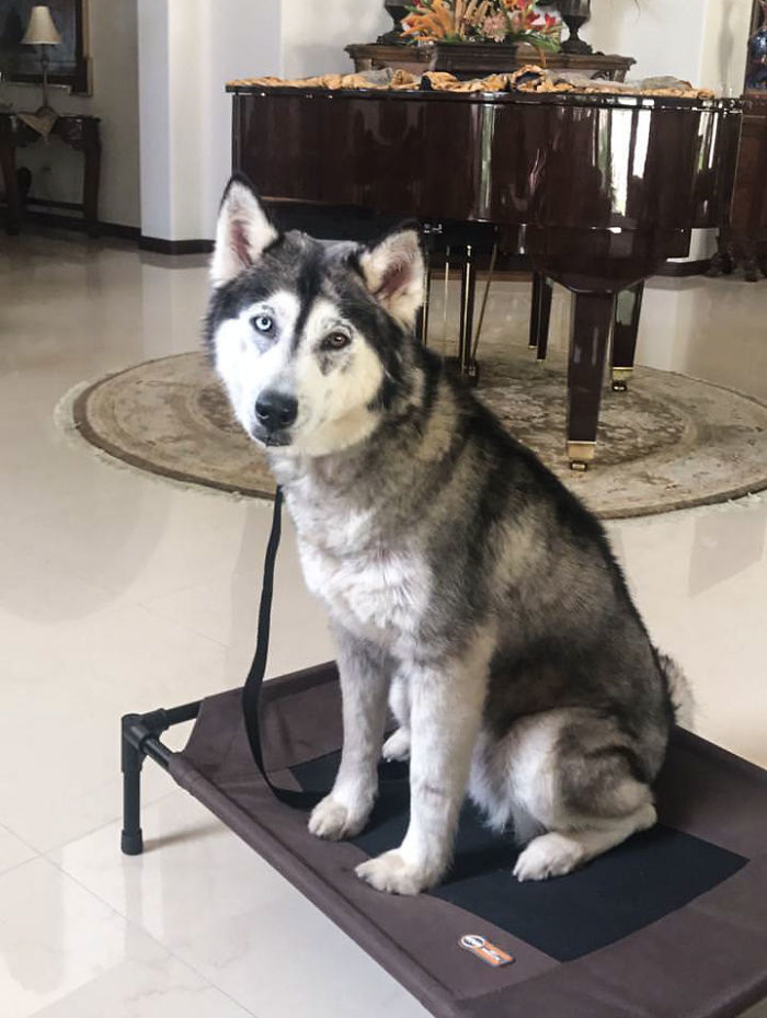 Rescued Husky Goes Through An Incredible Transformation In Just 8 Months And It's Hard To Believe It&rsquo;s The Same Dog