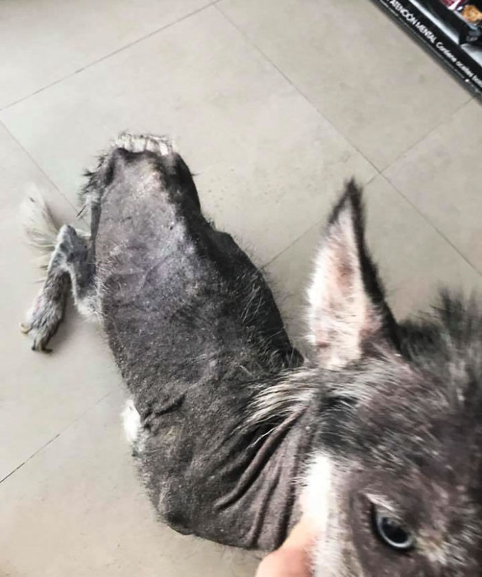 Rescued Husky Goes Through An Incredible Transformation In Just 8 Months And It's Hard To Believe It&rsquo;s The Same Dog