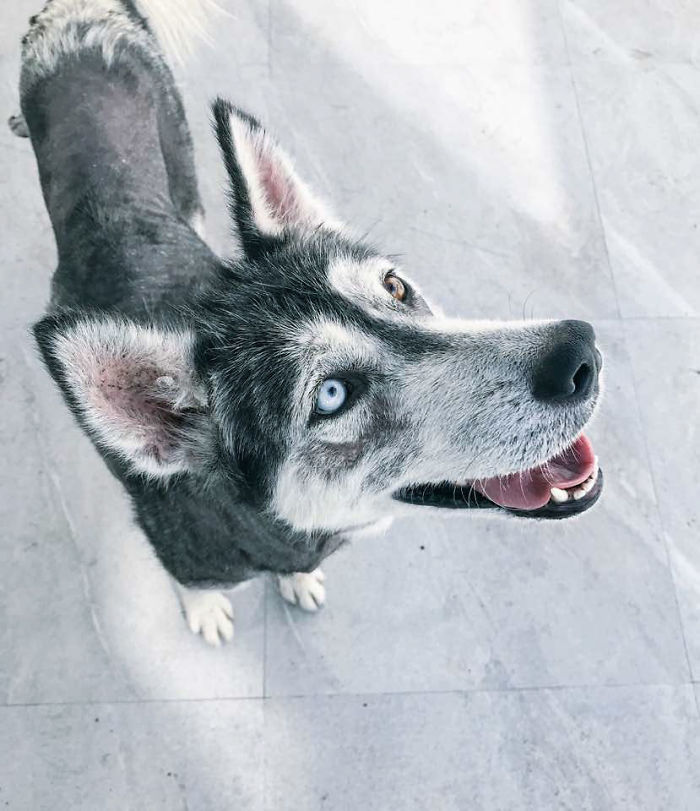 Rescued Husky Goes Through An Incredible Transformation In Just 8 Months And It's Hard To Believe It’s The Same Dog Rescued Husky Goes Through An Incredible Transformation In Just 8 Months And It's Hard To Believe It’s The Same Dog